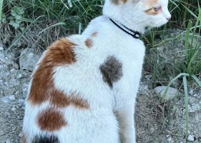 Sichtung Katze, Innsbruck (07/2026)