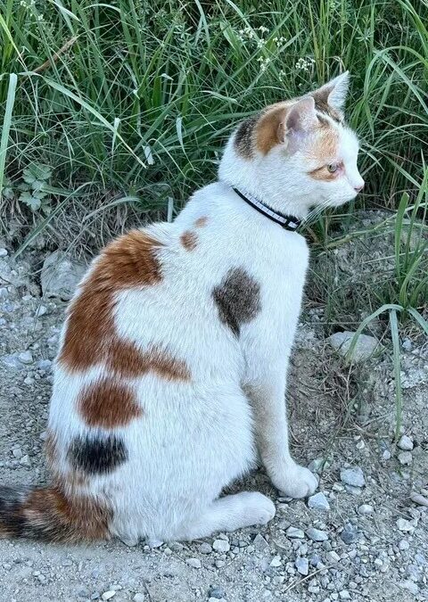 Sichtung Katze, Innsbruck (07/2026)