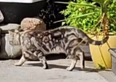 Sichtung Katze, Oberau  (07/2026)