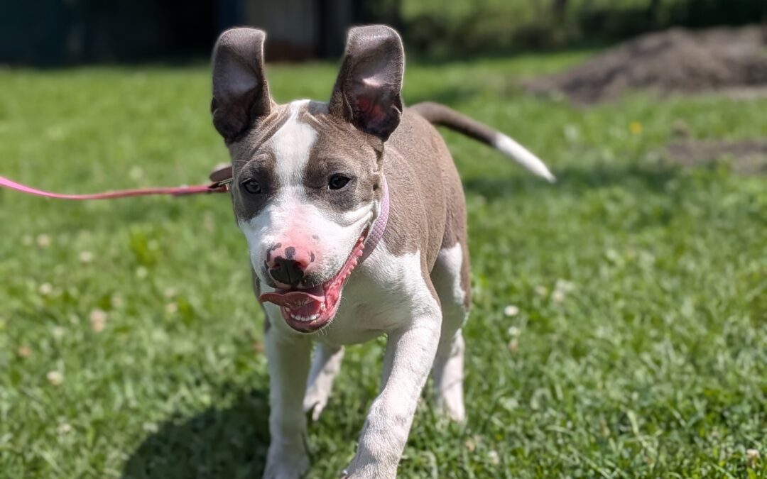 Bonnie