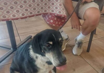 Fundtier Hund, Pertisau  (07/2026)