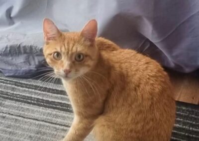 Fundtier Katze, Reith  (07/2026)