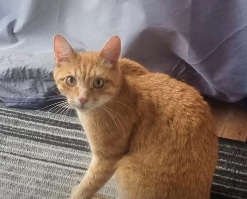 Fundtier Katze, Reith  (07/2026)
