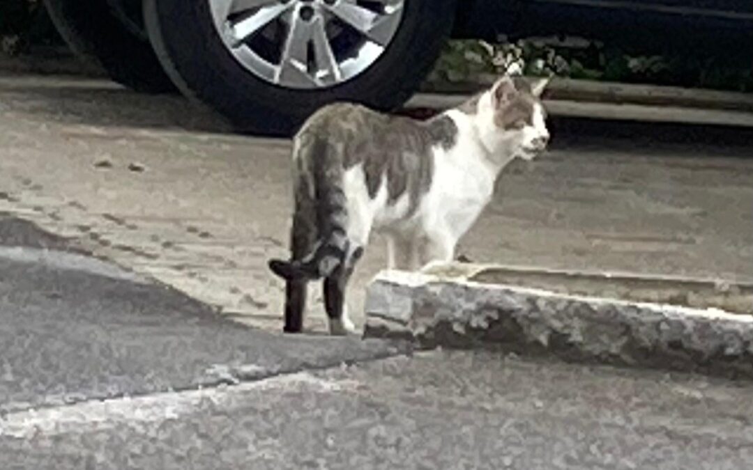 Sichtung Kater, Rietz  (07/2026)