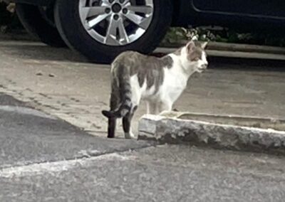 Sichtung Kater, Rietz  (07/2026)