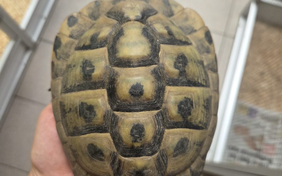 Fundtier Schildkröte, Sistrans  (07/2026)
