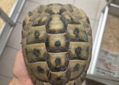 Fundtier Schildkröte, Sistrans  (07/2026)