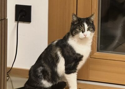 Minzi, Söll  (07/2026)