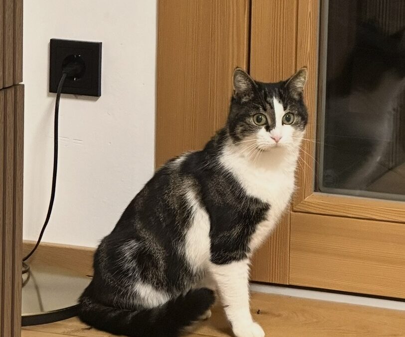 Minzi, Söll  (07/2026)