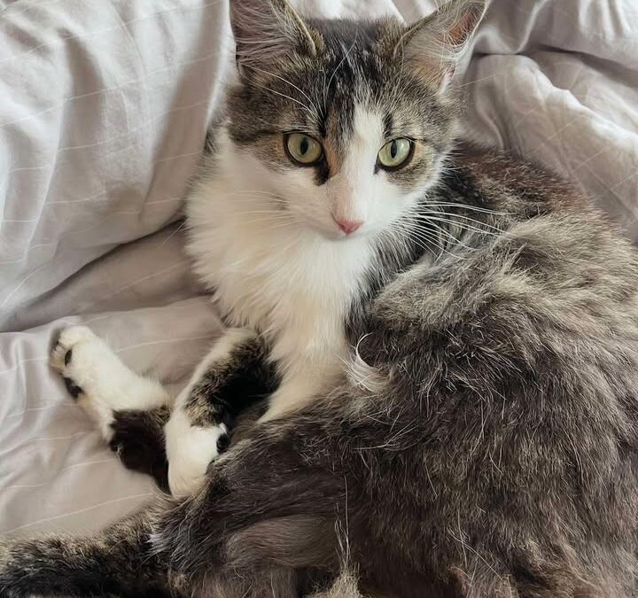 Max, Telfs  (07/2026)