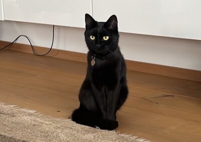 Brownie, Telfs  (07/2026)