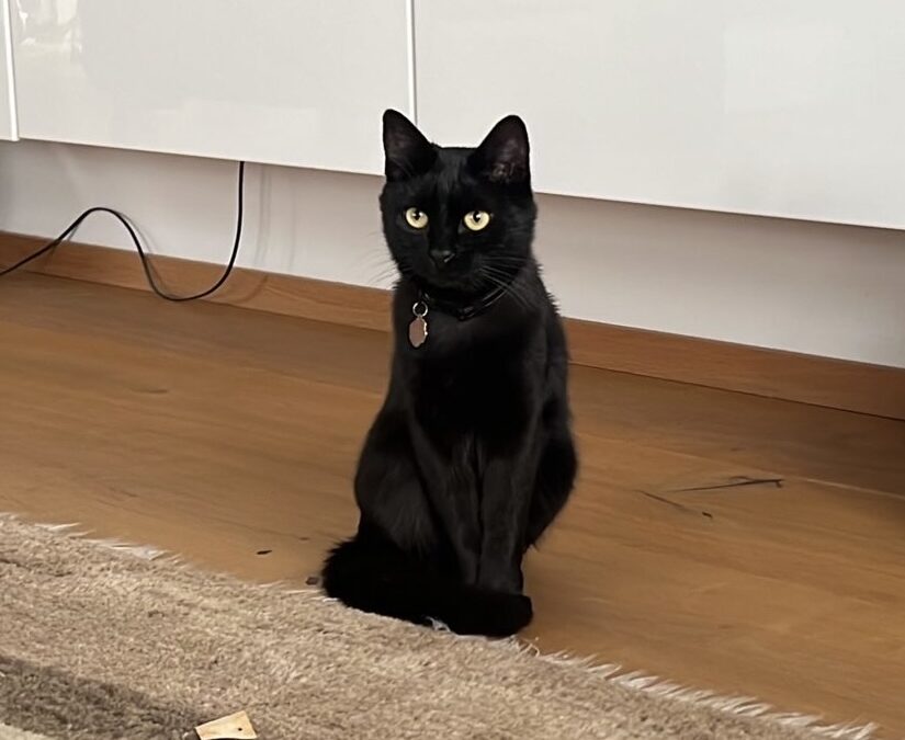 Brownie, Telfs  (07/2026)