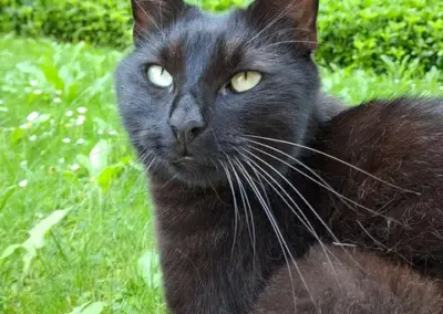 Gismo, Wattens  (06/2026)