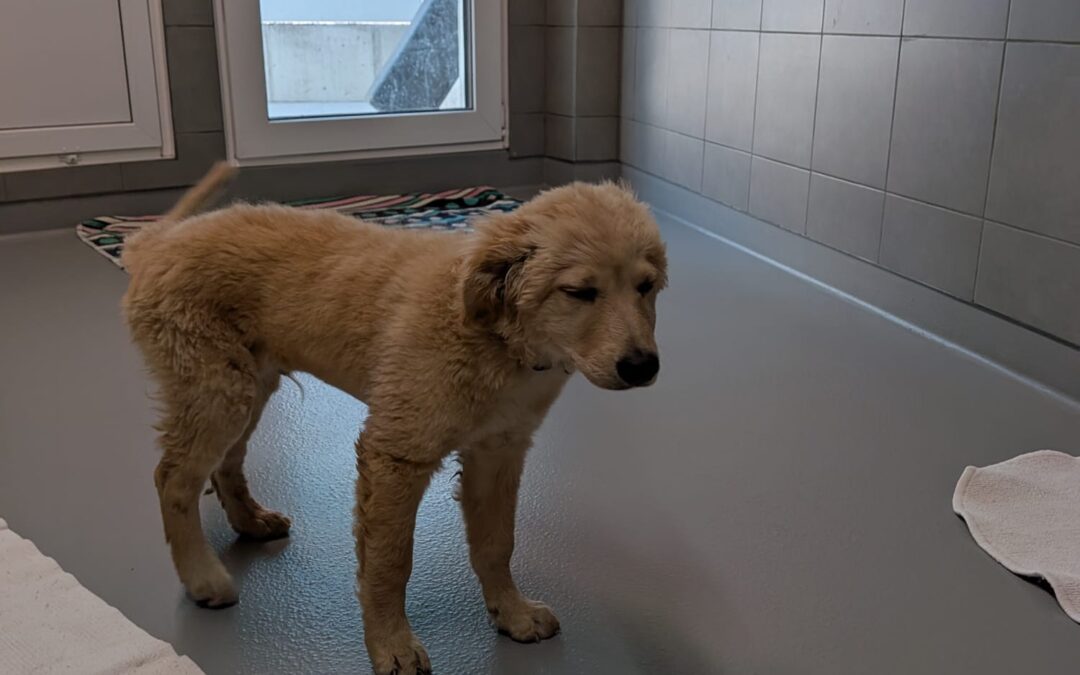 Fundtier Hund, Wien/Ungarn  (07/2026)
