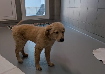 Fundtier Hund, Wien/Ungarn  (07/2026)