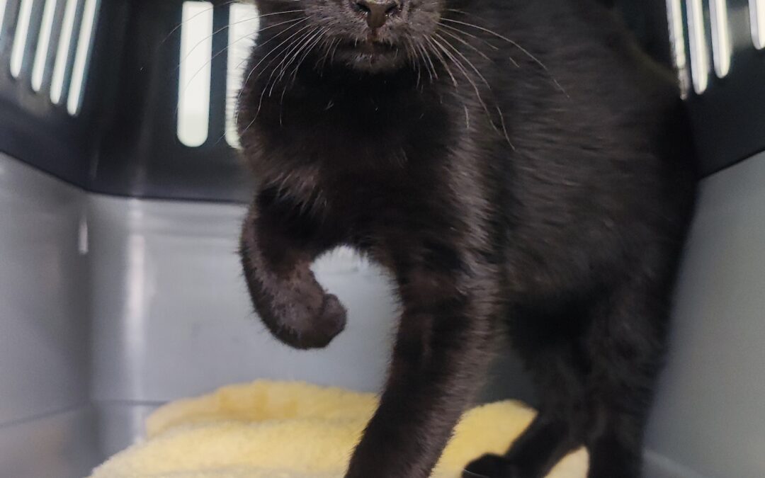 Fundtier Katze, Wiesing  (07/2026)