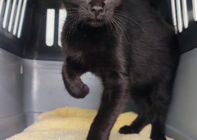 Fundtier Katze, Wiesing  (07/2026)