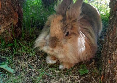 Fundtier Kaninchen, Wörgl (07/2026)