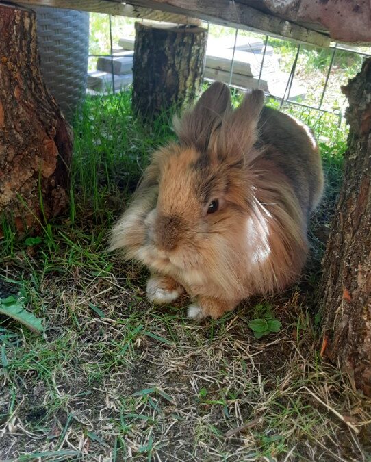 Fundtier Kaninchen, Wörgl (07/2026)