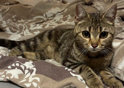 Fundtier Katze, Wörgl  (07/2026)