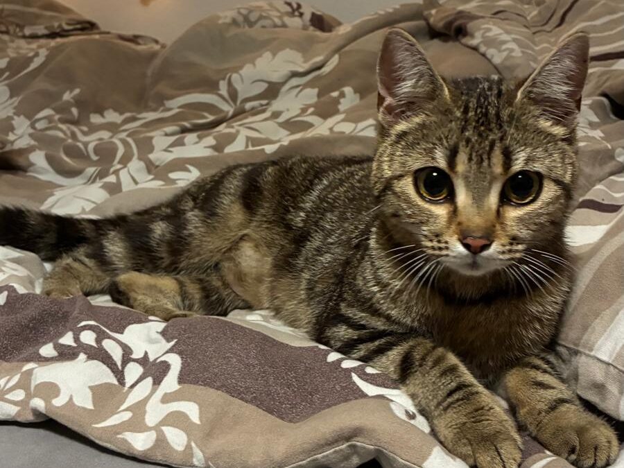 Fundtier Katze, Wörgl  (07/2026)