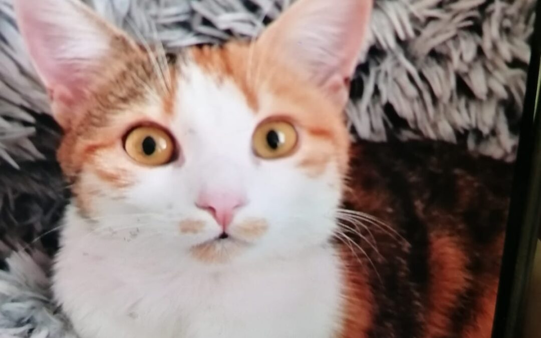Katze, Wörgl (07/2026)