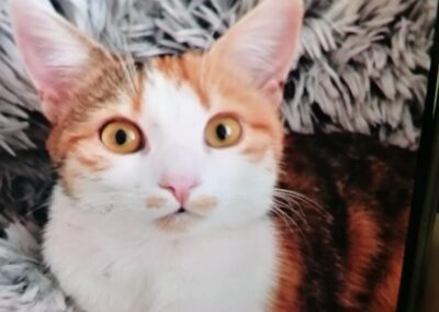 Katze, Wörgl (07/2026)