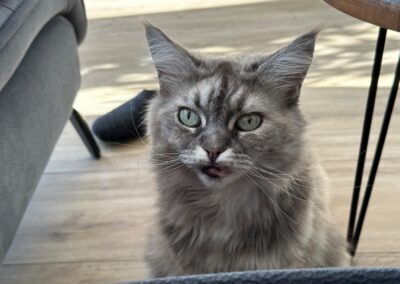 Zelda, Absam (08/2026)
