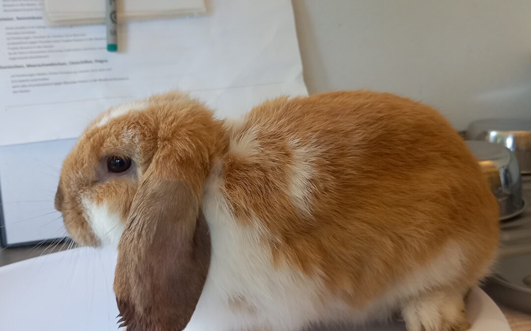 Fundtier Kaninchen, Aldrans (08/2026)