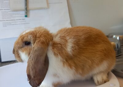 Fundtier Kaninchen, Aldrans (08/2026)