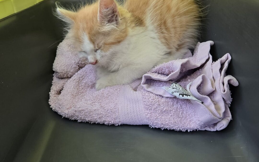 Fundtier Kater, Angerberg (08/2026)