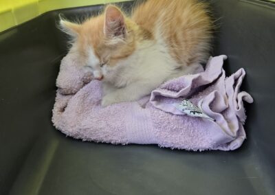 Fundtier Kater, Angerberg (08/2026)