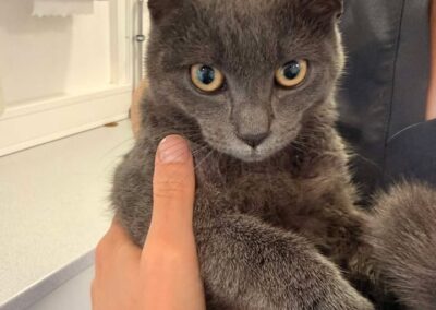 Fundtier Katze, Axams (08/2026)