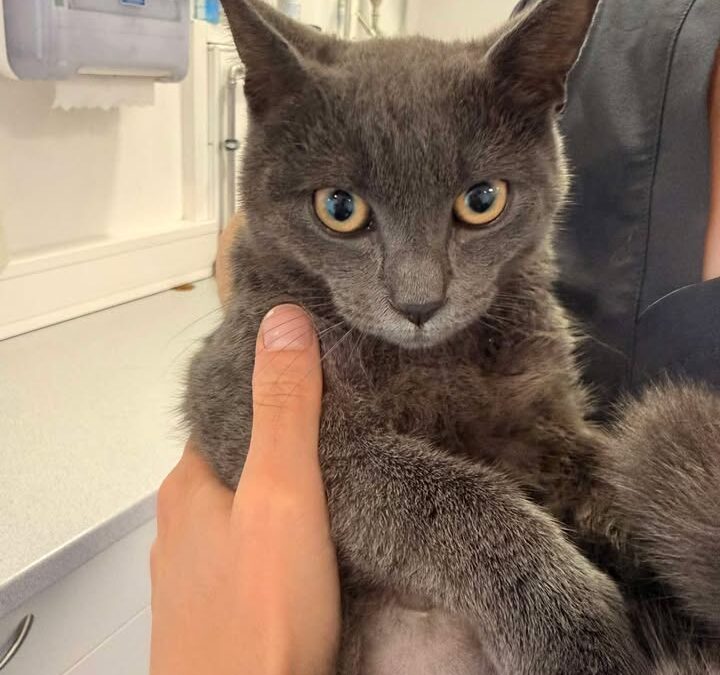 Fundtier Katze, Axams (08/2026)