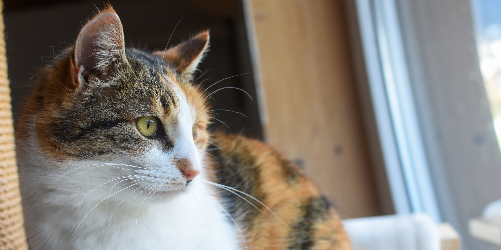 Weltkatzentag: Warum die „Katze von nebenan“ oft die beste Entscheidung ist