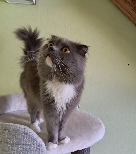 Coco