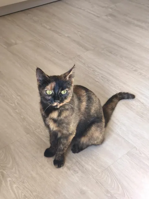 Haiming_Katze_Cookie1