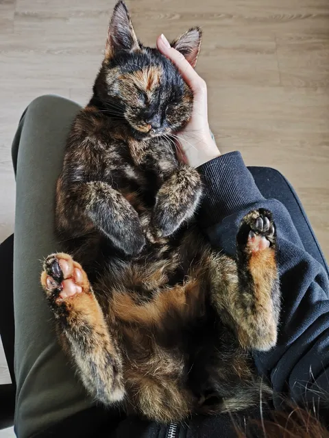 Haiming_Katze_Cookie2