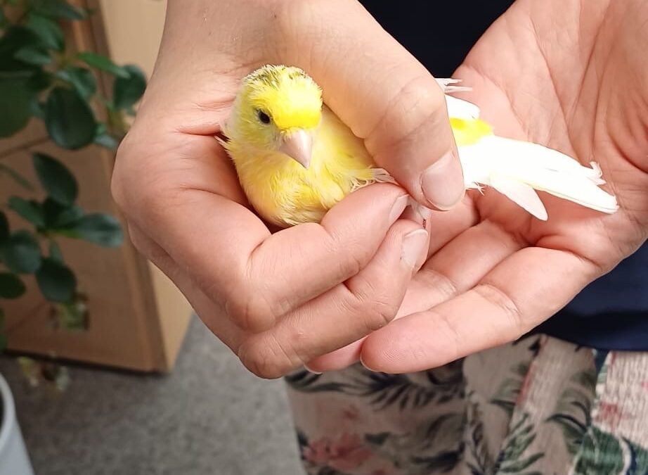 Fundtier Kanarienvogel, Schwaz (08/2026)