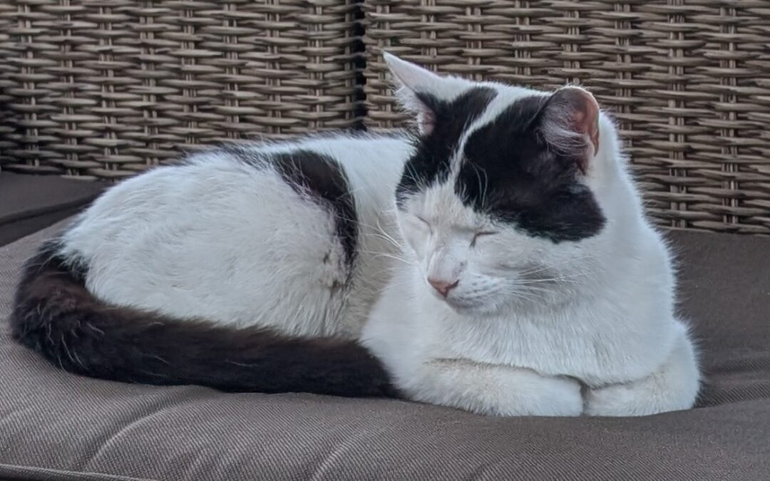 Oskar, Imst (08/2026)