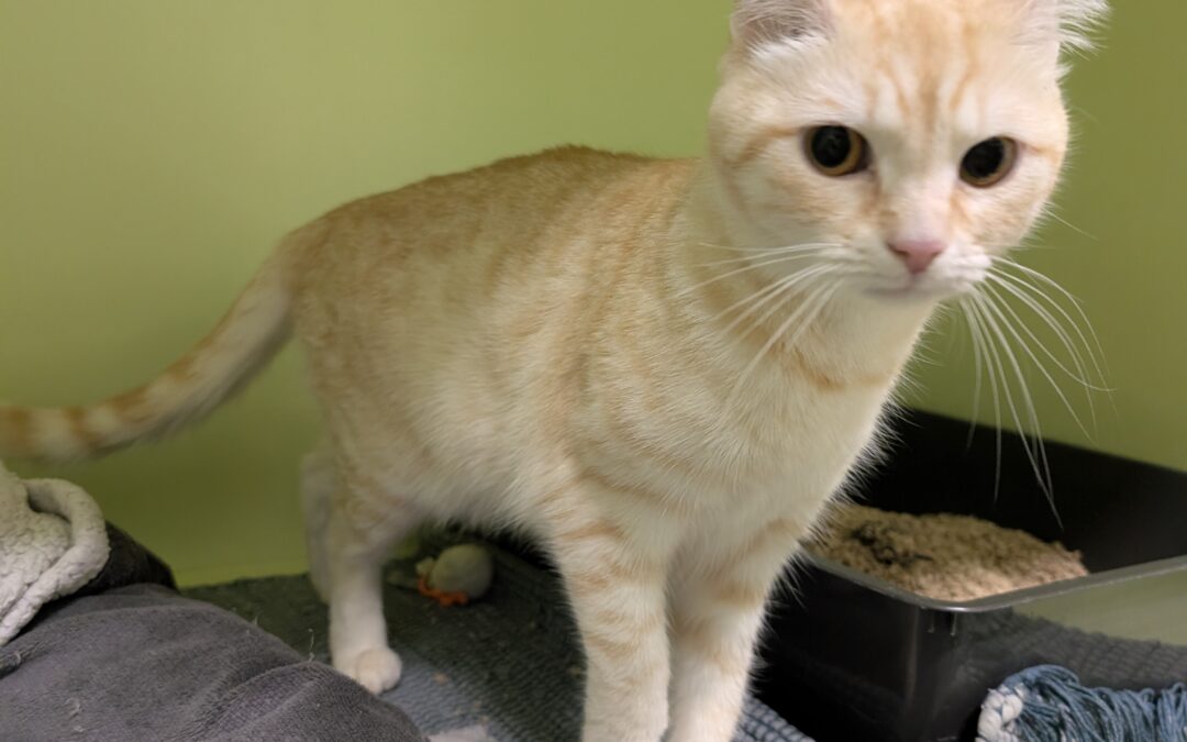 Fundtier Katze, Innsbruck (08/2026)