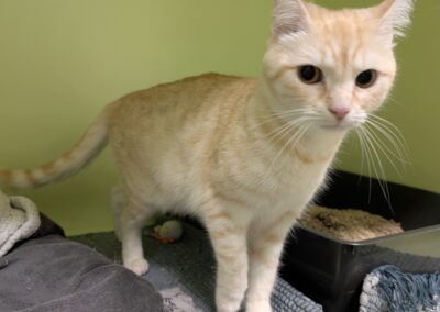 Fundtier Katze, Innsbruck (08/2026)