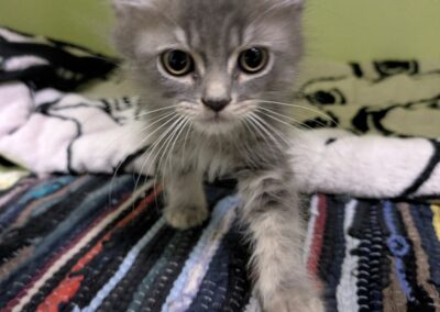 Fundtier Kater, Innsbruck (08/2026)