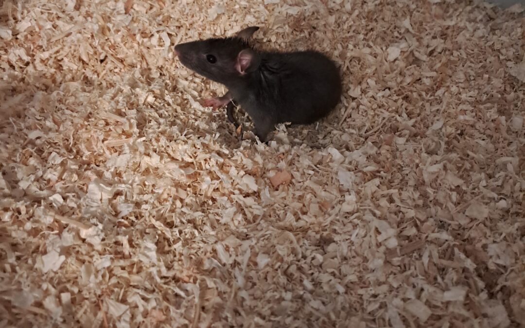 Fundtier Ratte, Innsbruck (08/2026)