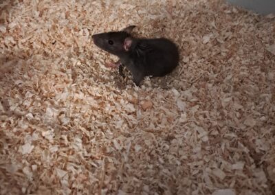 Fundtier Ratte, Innsbruck (08/2026)