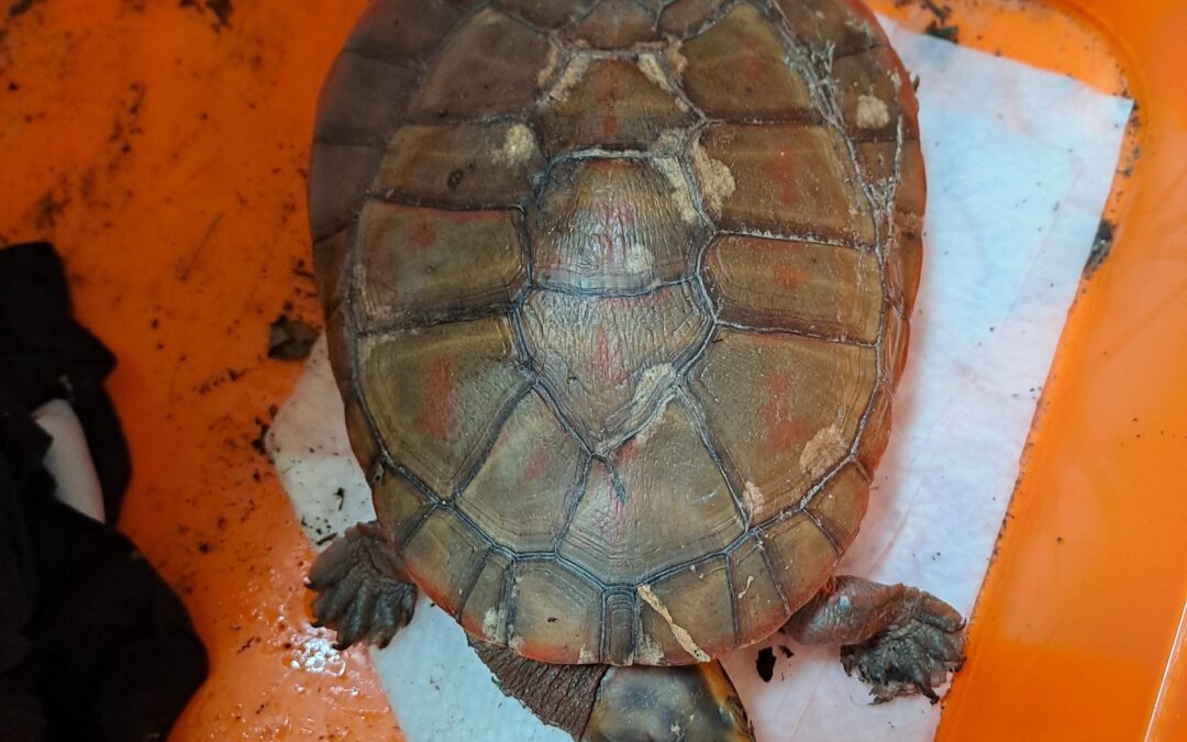 Fundtier Schildkröte, Innsbruck (08/2026)