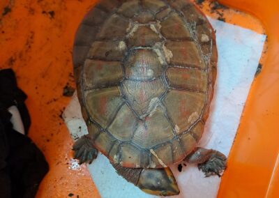 Fundtier Schildkröte, Innsbruck (08/2026)