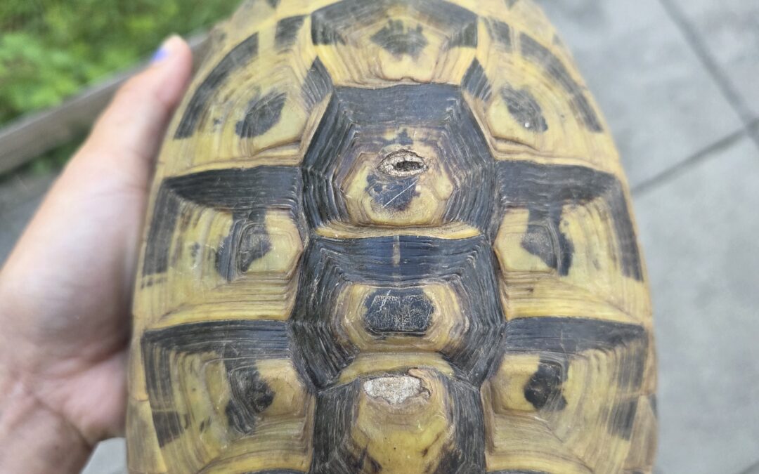 Fundtier Landschildkröte, Innsbruck (08/2026)