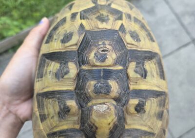 Fundtier Landschildkröte, Innsbruck (08/2026)