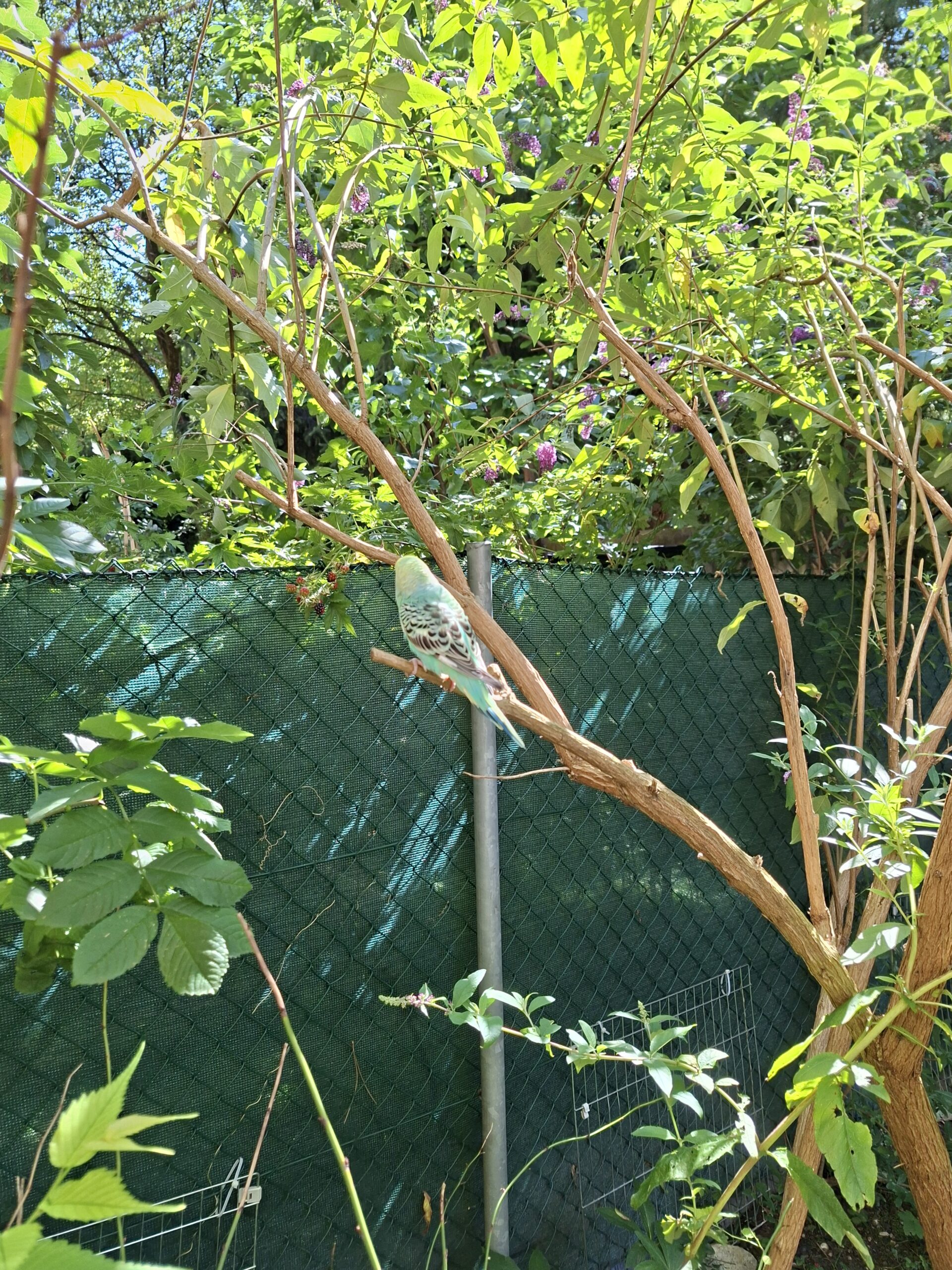 Innsbruck_FundWelli_Tiergartenstraße2